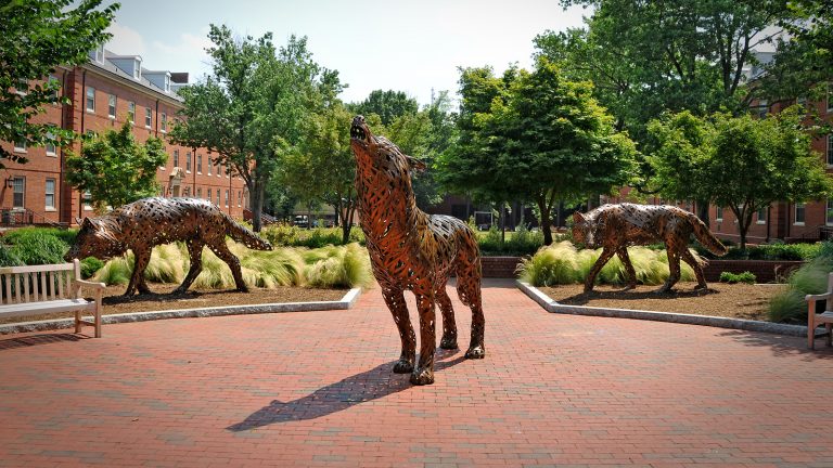 Three wolf statues on NC State's campus.